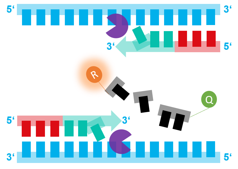 PCR - polymerase chain reaction - Home